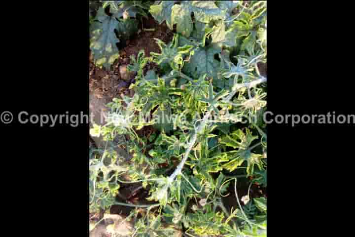 organic certified agricultural virus protectant for leaf curl virus in india